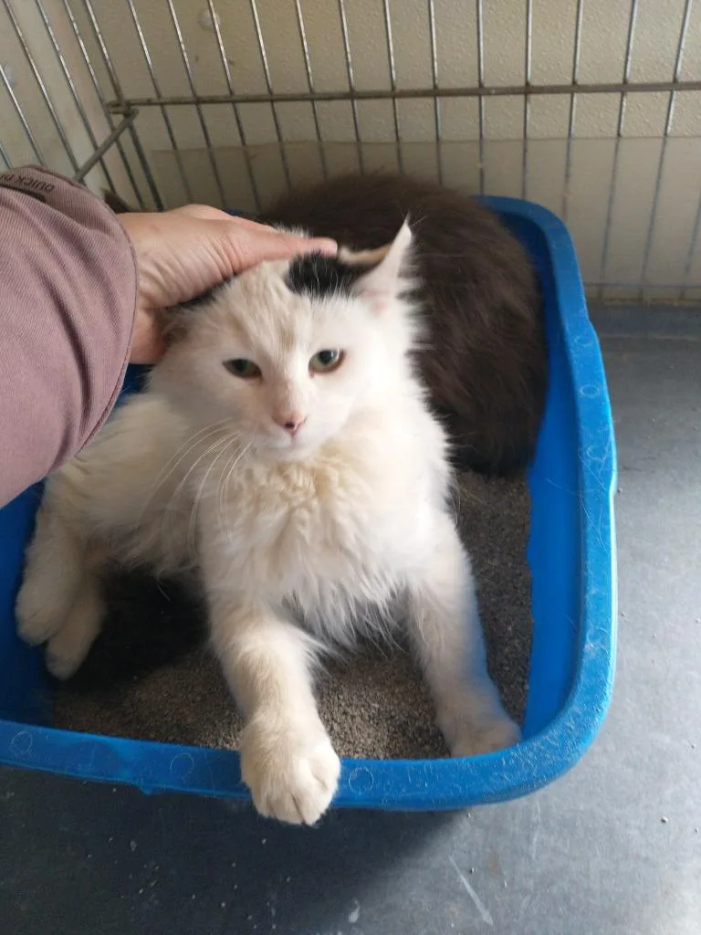 A young medium-sized female Domestic Long Hair cat named Dot for adoption in Saint James, MN