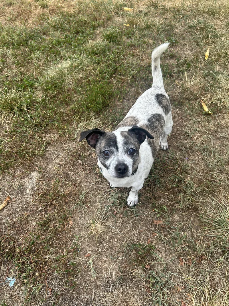 An adult small-sized male Chihuahua dog named Lenny for adoption in Stephens City, VA