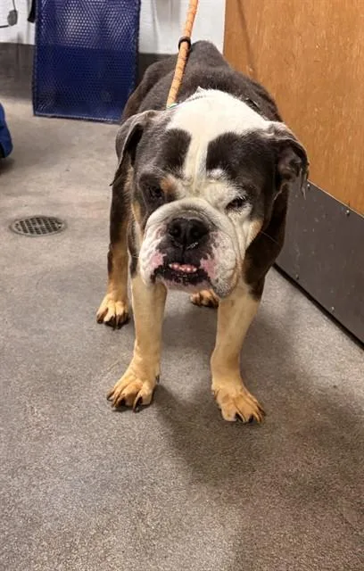 A young medium-sized female American Bulldog dog named Tasha for adoption in Upper Marlboro, MD