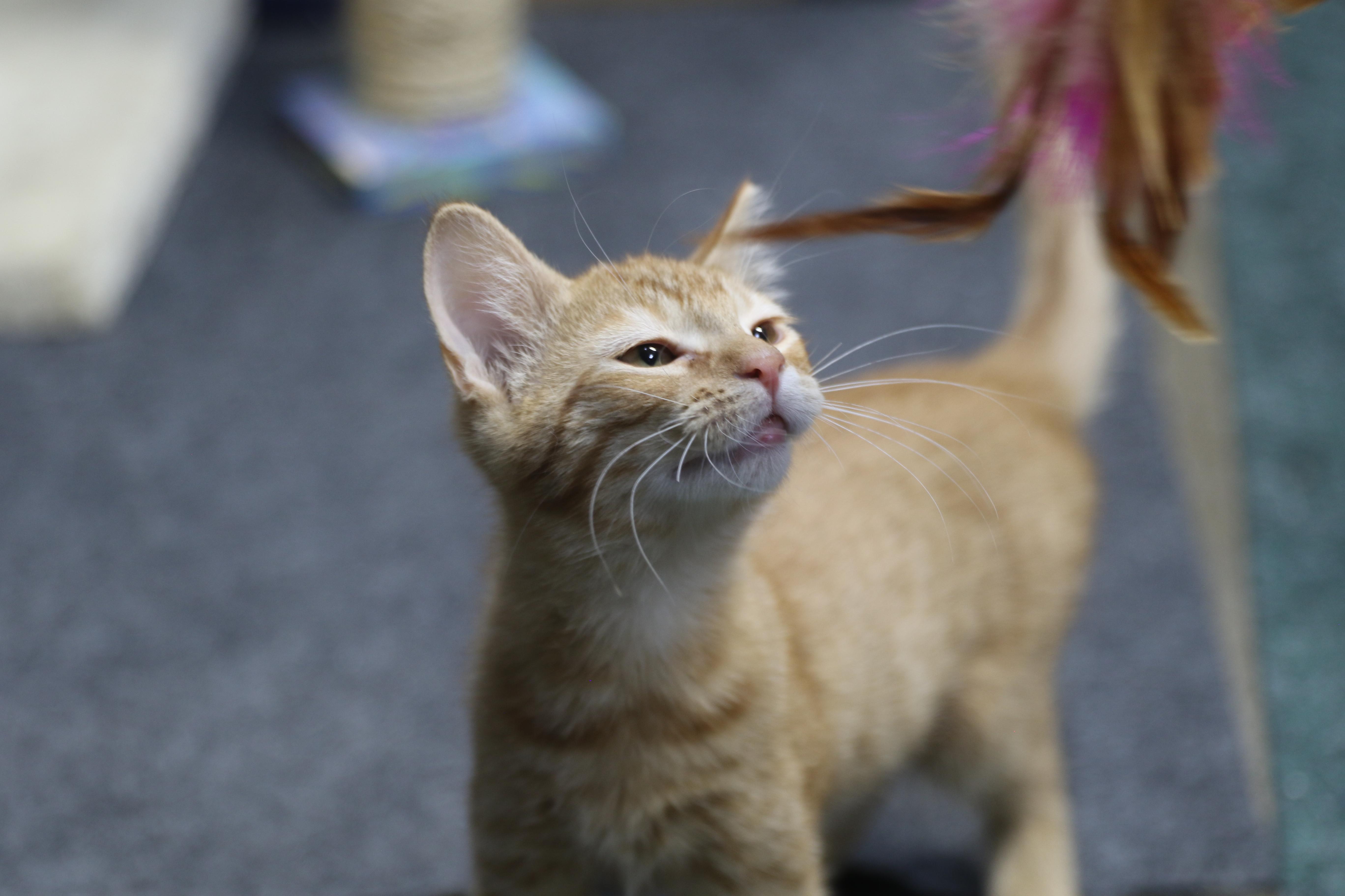 A baby medium-sized male Orange / Red Tabby cat named Sorrel for adoption in Cut Bank, MT