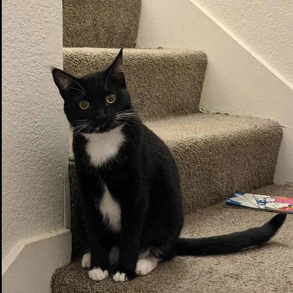 A young small-sized female Domestic Short Hair cat named Miso for adoption in El Cajon, CA
