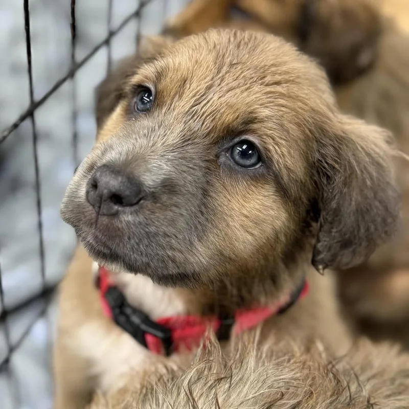 A baby small-sized male Yellow / Tan / Blond / Fawn Mixed Breed dog named Mars for adoption in Austell, GA