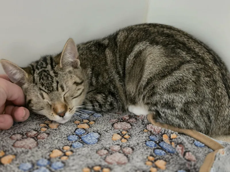 A baby medium-sized female Tabby (Buff / Tan / Fawn) Domestic Short Hair cat named Alice for adoption in Grants Pass, OR