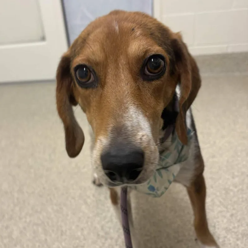 A young medium-sized female Brown / Chocolate Hound dog named Miley for adoption in Gloucester, VA