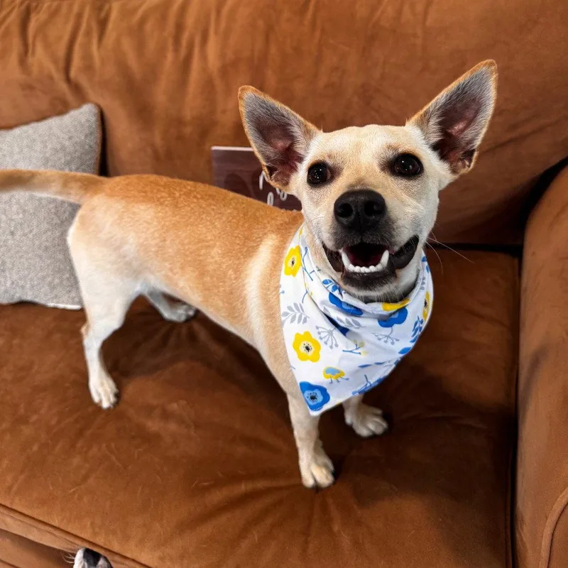 A young small-sized female Chihuahua dog named Bella for adoption in Fort Pierce, FL