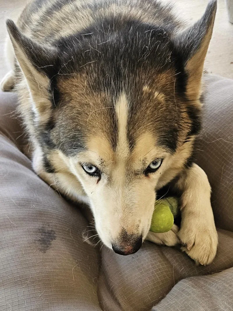 An adult medium-sized male Apricot / Beige Siberian Husky dog named Larry for adoption in Menifee, CA