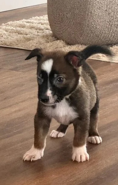 A baby medium-sized male Tricolor (Brown, Black, & White) Black Mouth Cur dog named Baby Tiger for adoption in Washington, DC