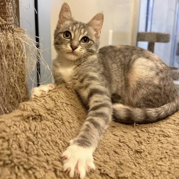 A baby medium-sized female Domestic Short Hair cat named Candice for adoption in Walnut Creek, CA