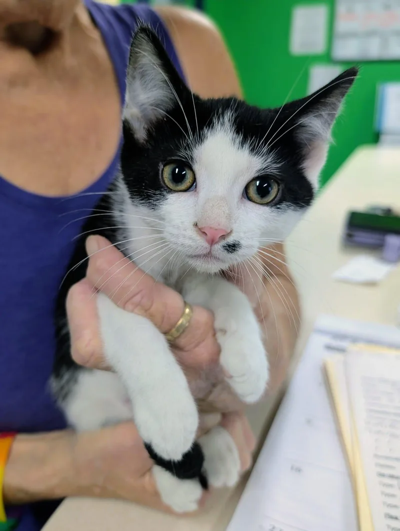 A baby medium-sized male Domestic Short Hair cat named Gameboy for adoption in Newburgh, IN