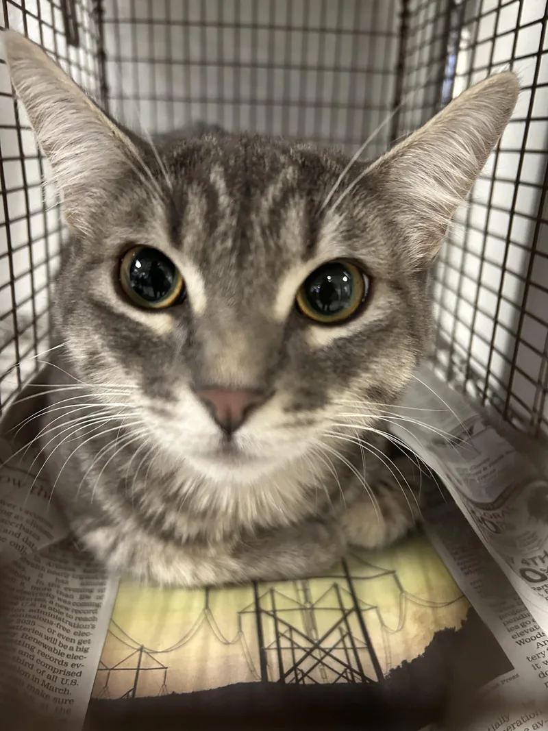 A young medium-sized female Domestic Short Hair cat named Shia for adoption in Van Nuys, CA