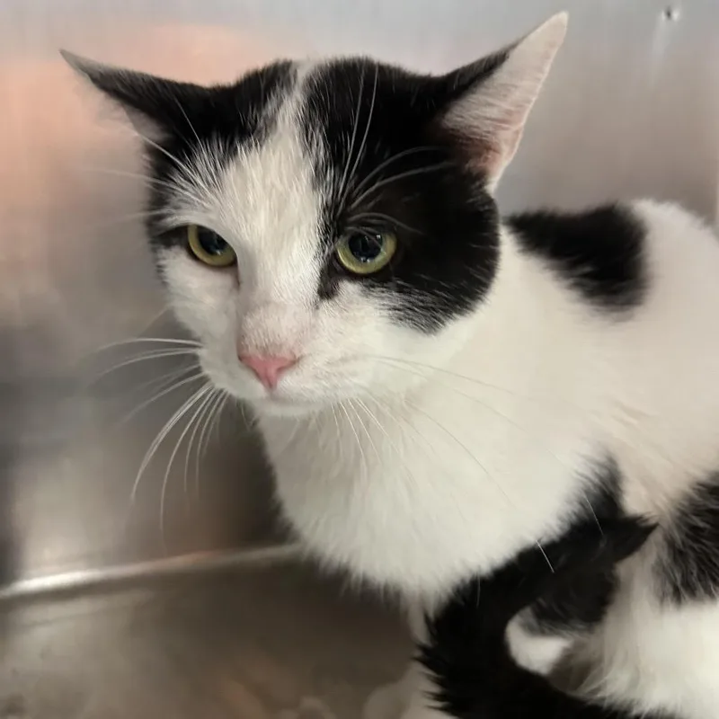 A young medium-sized male White Domestic Short Hair cat named Milo for adoption in St Joseph, MO