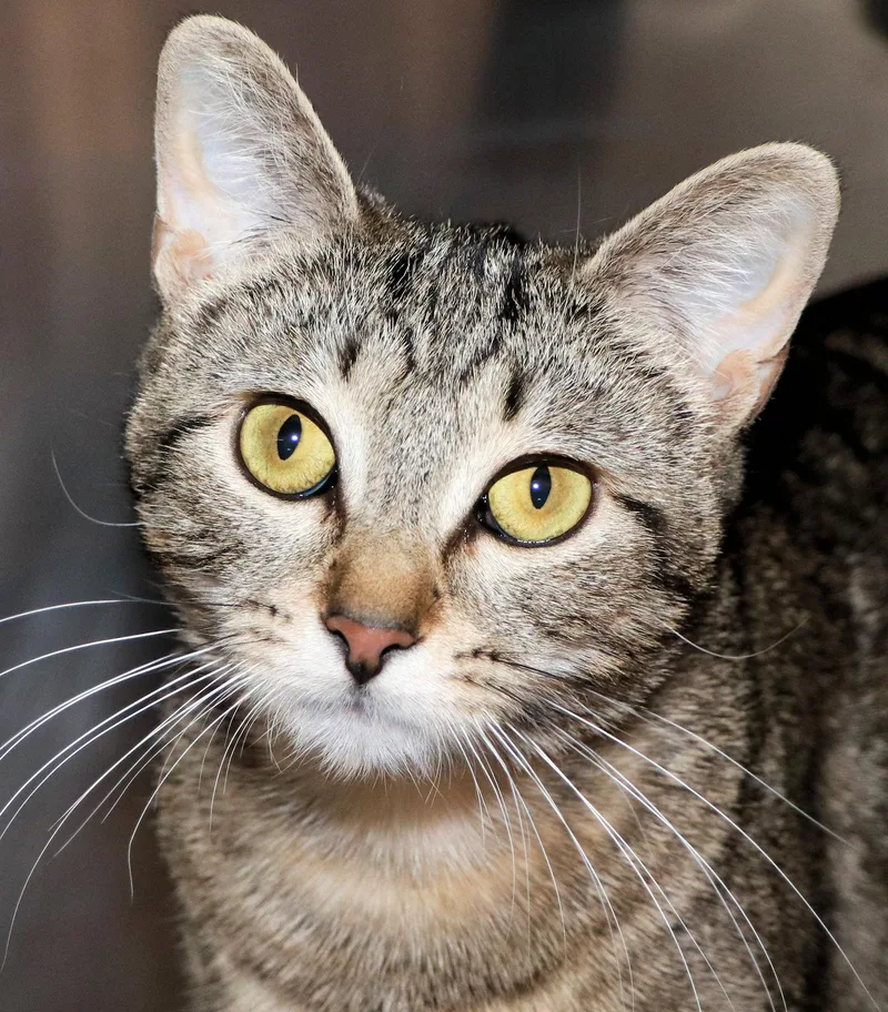 An adult medium-sized female Tabby (Brown / Chocolate) Domestic Short Hair cat named Joy for adoption in Cincinnati, OH