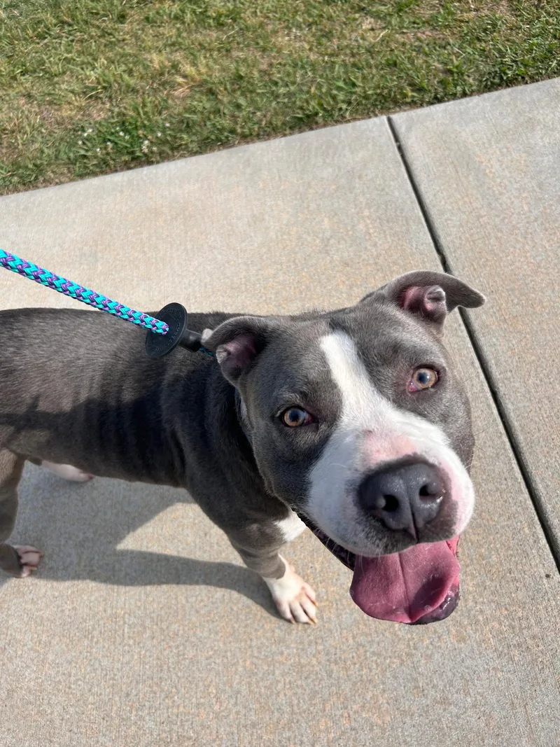 An adult medium-sized male American Staffordshire Terrier dog named Coogie for adoption in Charlotte, NC