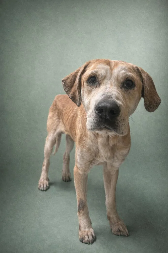 An adult medium-sized male Mixed Breed dog named Remy for adoption in Florence, SC