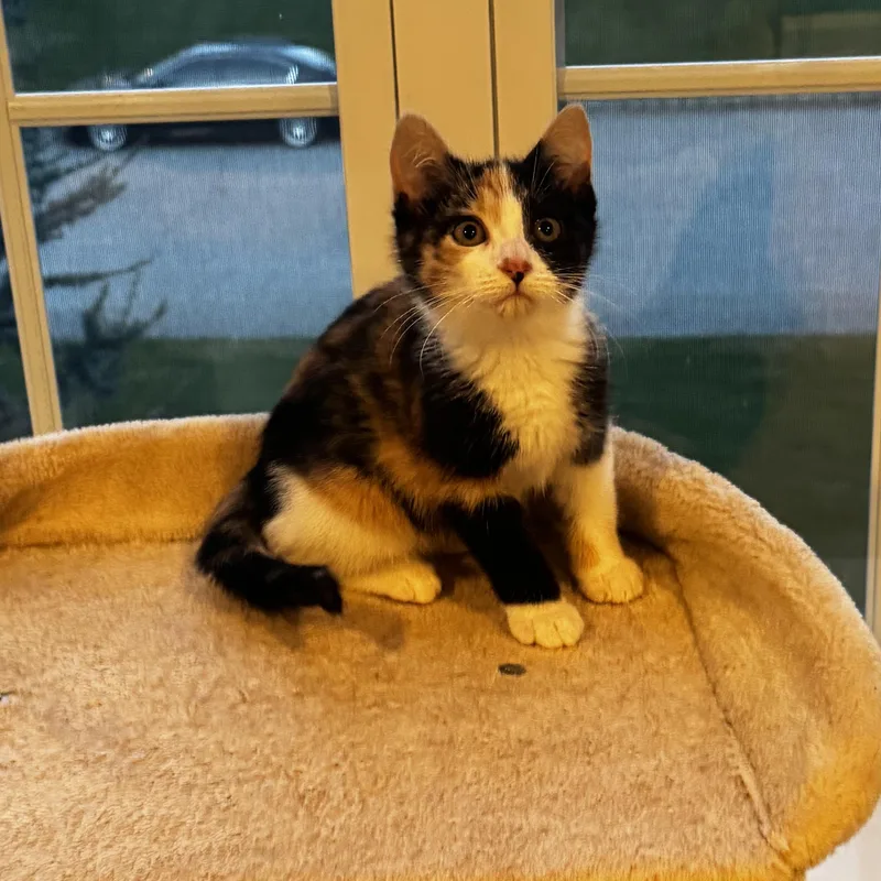 A baby medium-sized female Domestic Short Hair cat named Eira for adoption in Moriches, NY