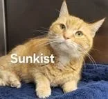 A senior medium-sized female Tabby (Orange / Red) Domestic Short Hair cat named Sunkist for adoption in Moline, IL