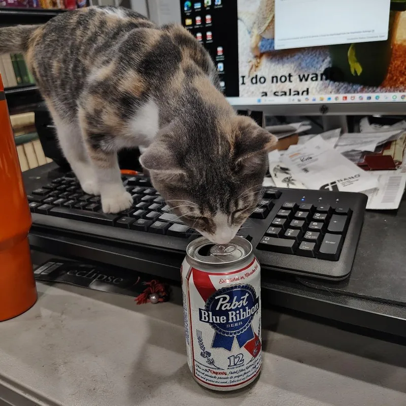 A baby medium-sized female Dilute Calico Domestic Short Hair cat named Charmin for adoption in Beulaville, NC