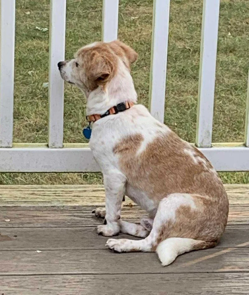 Carolyn's Gherkin Tx