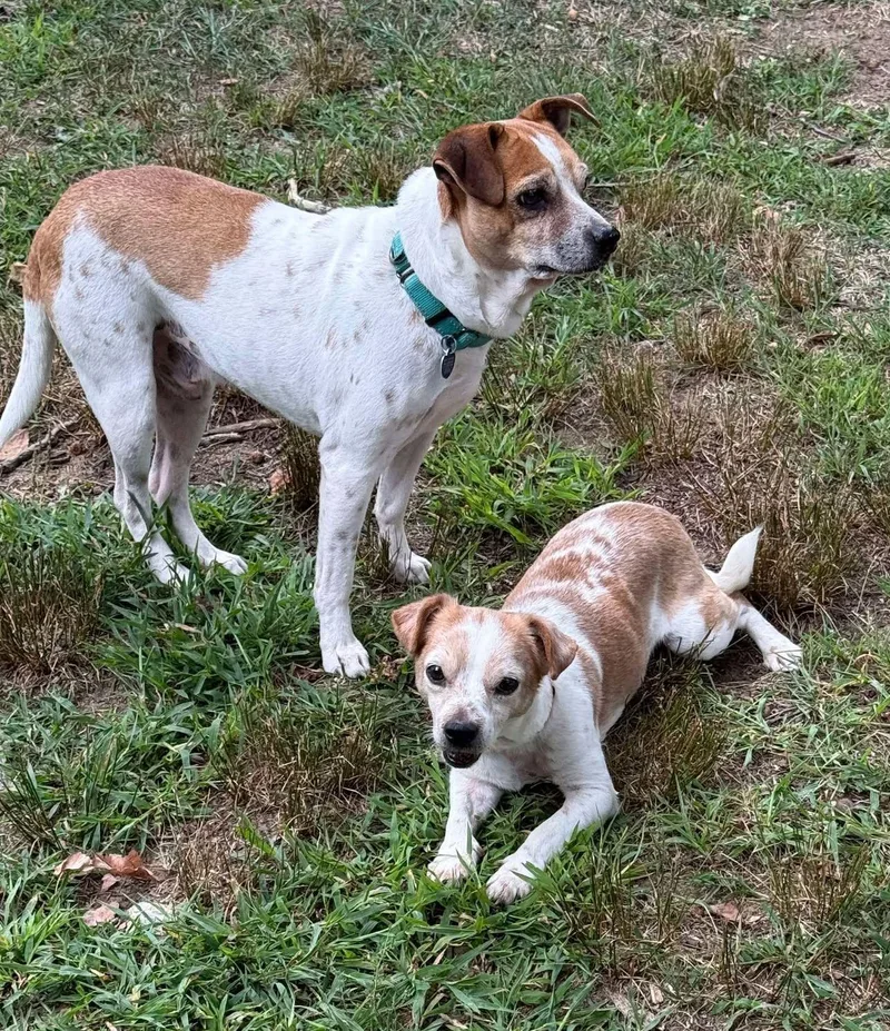 Carolyn's Gherkin Tx thumbnail 2