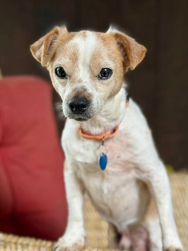 Carolyn's Gherkin Tx thumbnail 3