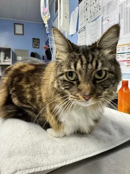 An adult small-sized female Domestic Medium Hair cat named Miss Duke for adoption in Roseville, CA
