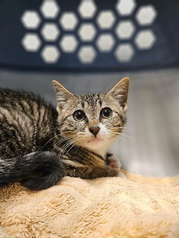 A young medium-sized male Brown / Chocolate Domestic Short Hair cat named Golden Eagle for adoption in Fort Collins, CO