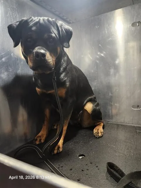 A young large-sized female Rottweiler dog named Phoebe for adoption in San Antonio, TX