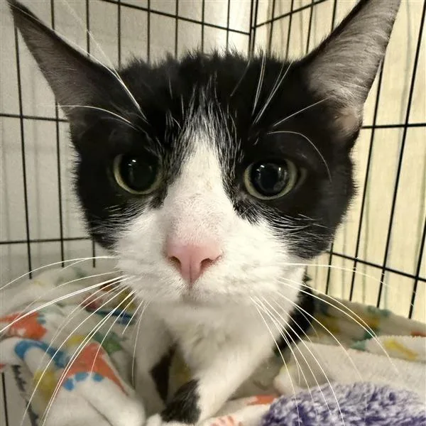 Parmesan thumbnail 2