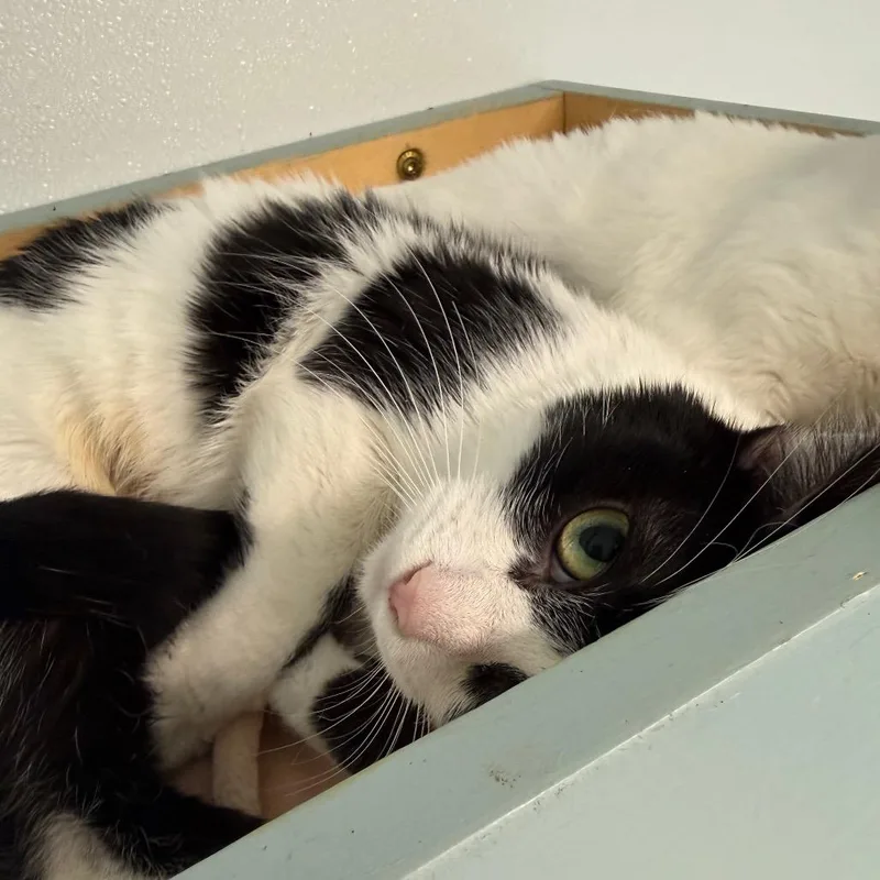 Parmesan thumbnail 3