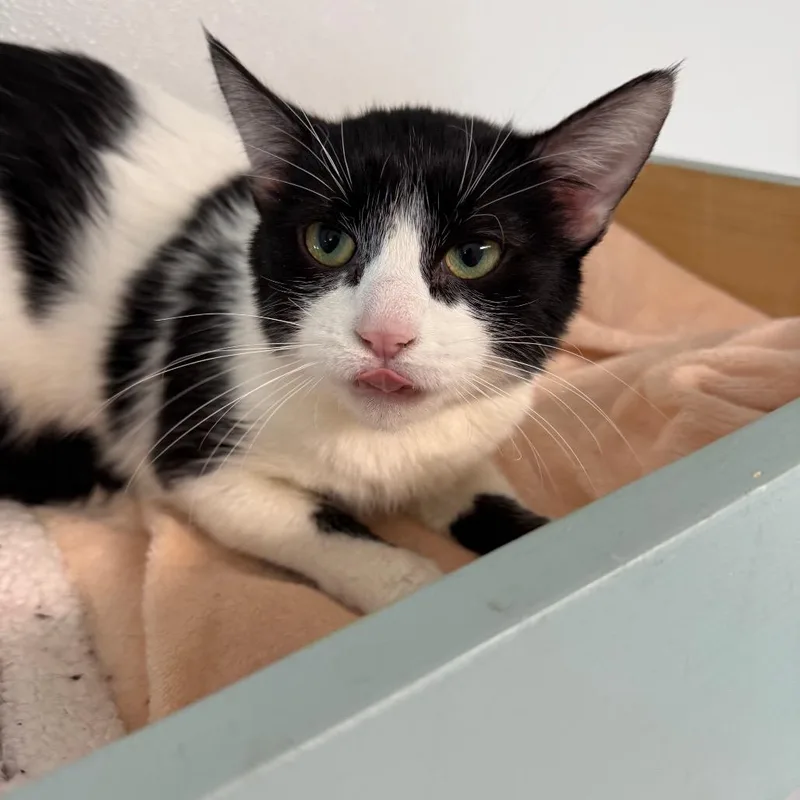 Parmesan thumbnail 4