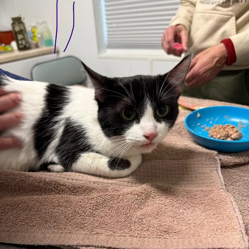 Parmesan thumbnail 5