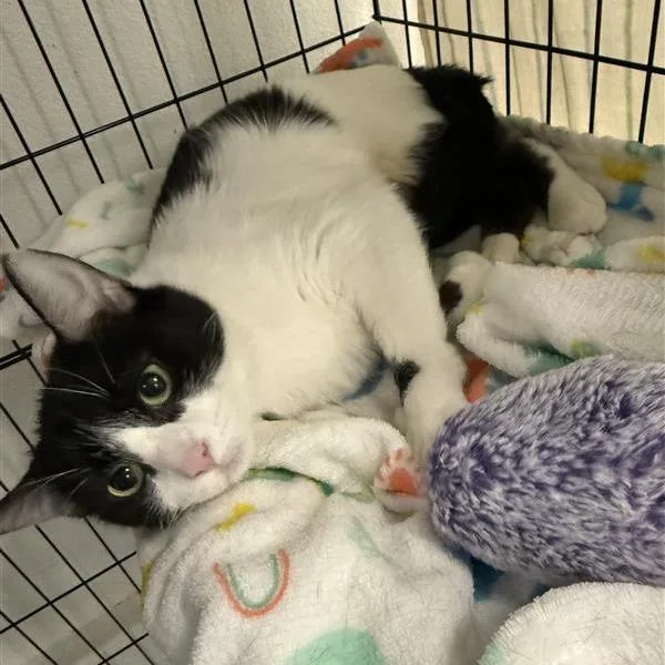 Parmesan thumbnail 6