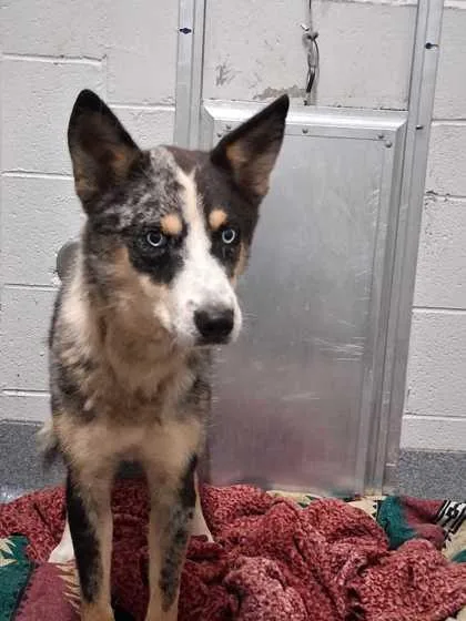 An adult medium-sized male Mixed Breed dog named Saucie for adoption in Sevierville, TN