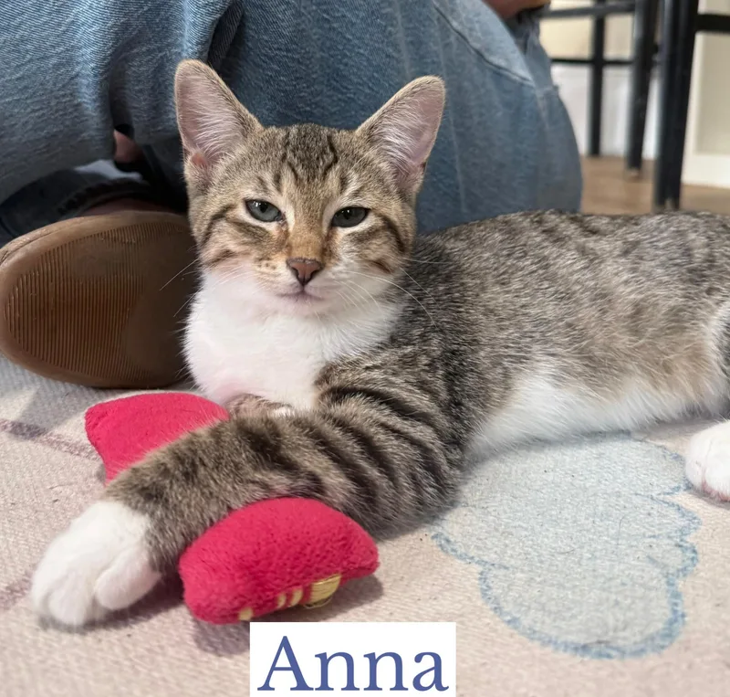 A baby medium-sized female Tabby (Brown / Chocolate) Domestic Short Hair cat named Anna for adoption in Berkeley Springs, WV