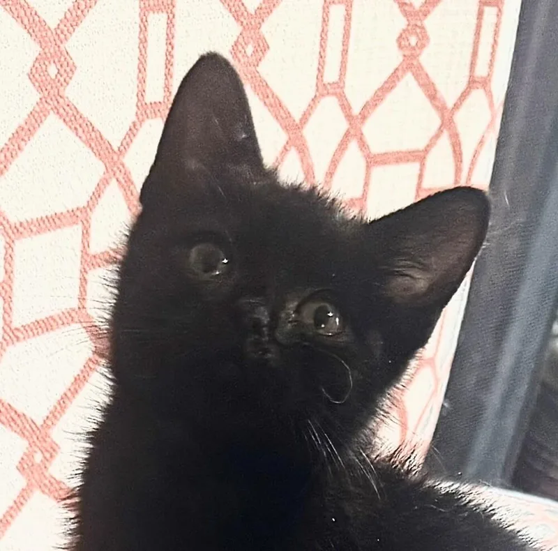 A baby small-sized female Domestic Short Hair cat named Latoya Greene for adoption in Statesville, NC
