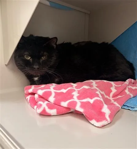 An adult small-sized male Domestic Short Hair cat named Cheeseburger for adoption in Las Vegas, NV