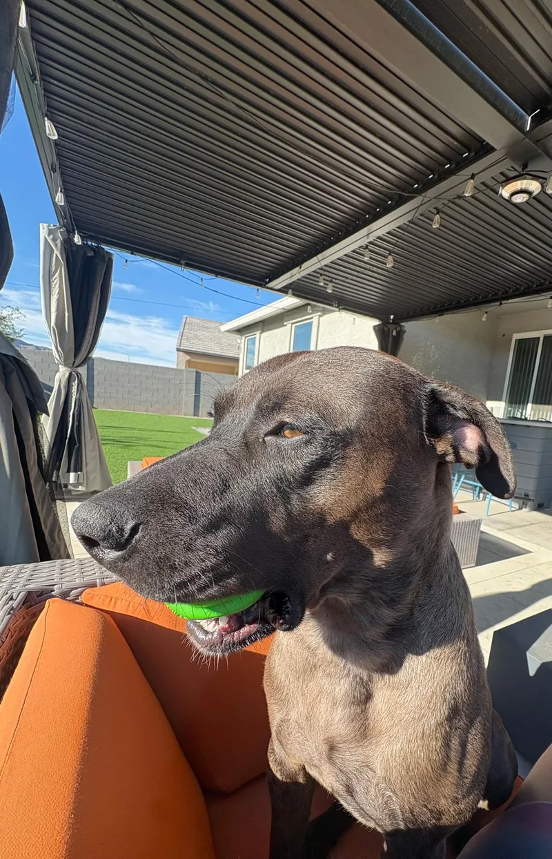 A young medium-sized male Brown / Chocolate Pit Bull Terrier dog named Mr. Brown for adoption in Glendale, AZ