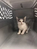 A baby medium-sized male Gray & White Domestic Short Hair cat named Skipper for adoption in Charleston, SC