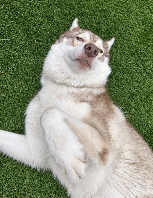 Sakari