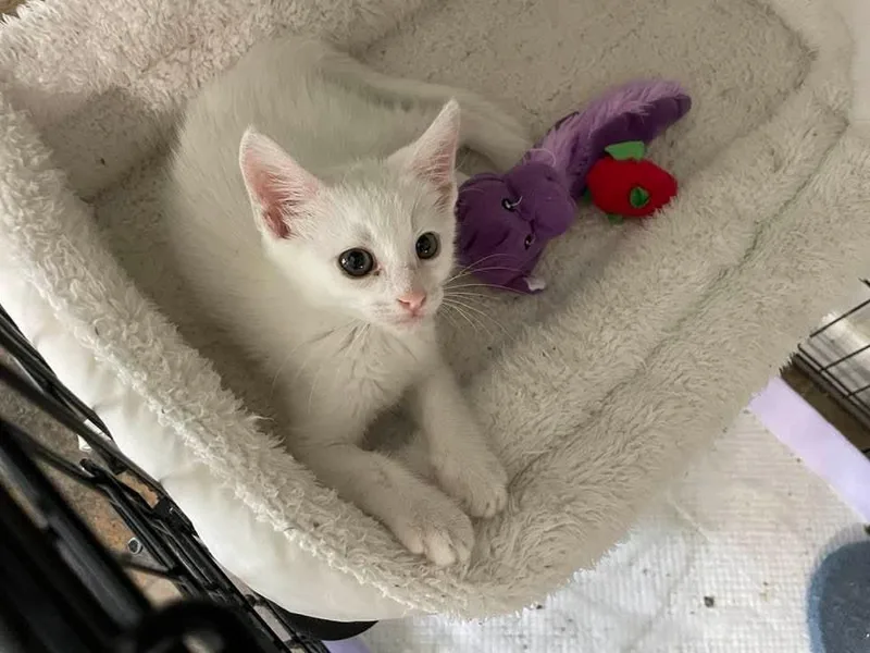 A baby medium-sized male White Domestic Short Hair cat named Vespero ORT for adoption in Missouri City, TX