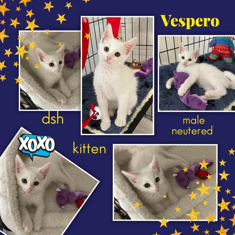 Vespero ORT thumbnail 5