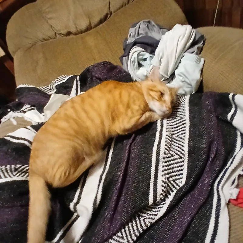 An adult small-sized male Orange / Red Domestic Short Hair cat named Wet Cement for adoption in Rochester, MN