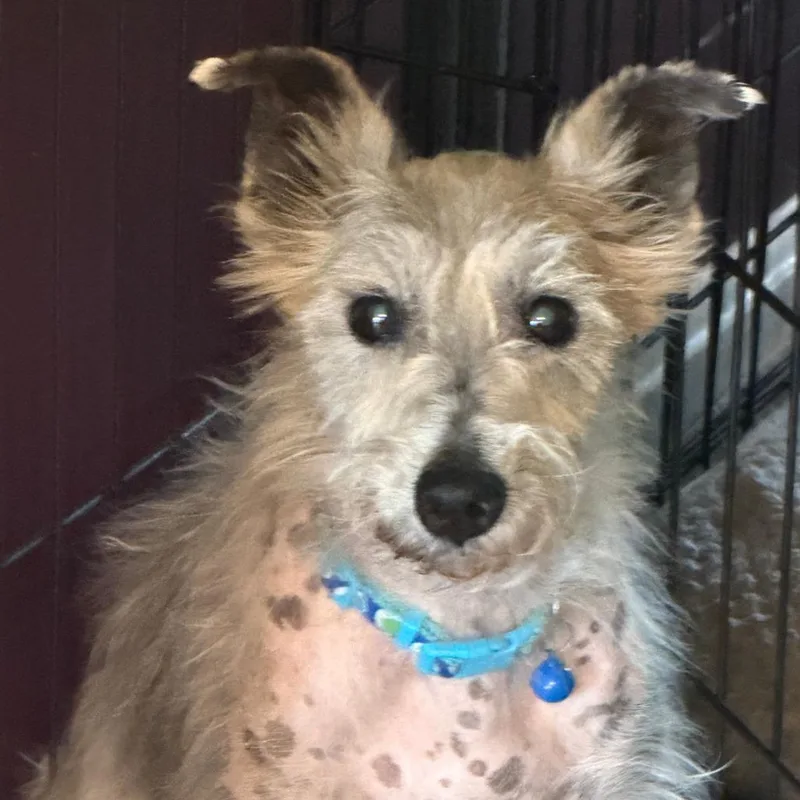 A senior small-sized male Gray / Blue / Silver Miniature Schnauzer dog named Poppy for adoption in Alexandria, VA
