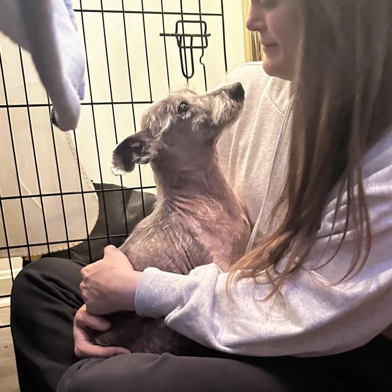 Poppy thumbnail 3