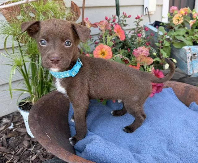 A baby medium-sized male Labrador Retriever dog named Willmar for adoption in Duluth, MN