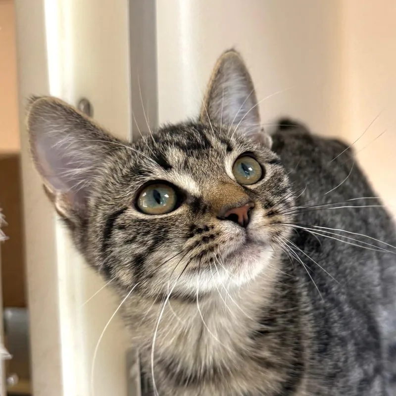 A baby small-sized female Brown / Chocolate Domestic Short Hair cat named Audra for adoption in Harrisonburg, VA