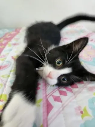A baby small-sized male Domestic Short Hair cat named Badger for adoption in Wilkesboro, NC
