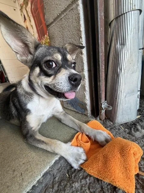 A young small-sized male Pug dog named Pauly for adoption in San Bernardino, CA