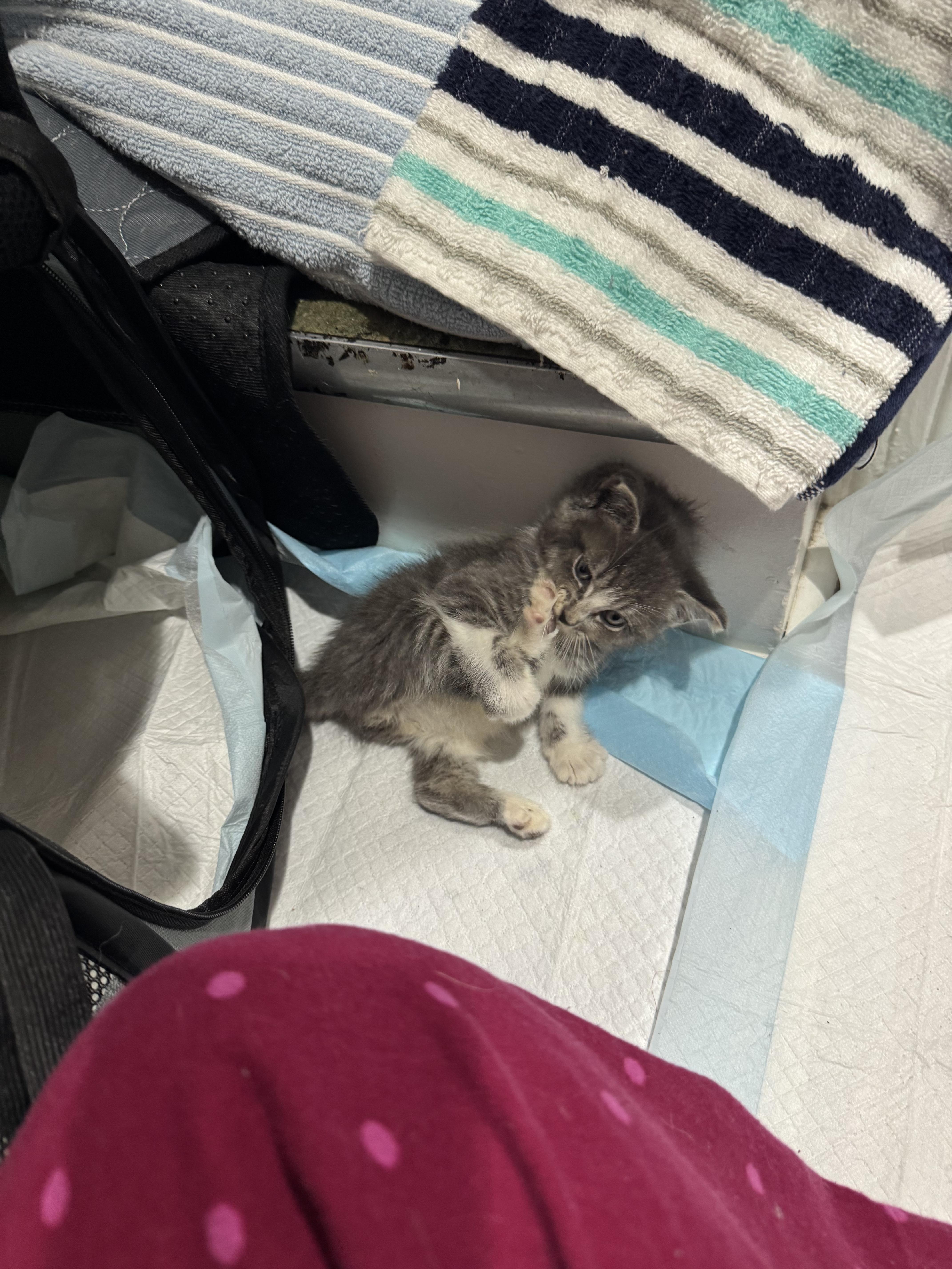 A baby small-sized male Domestic Short Hair cat named Odin for adoption in Bayonne, NJ