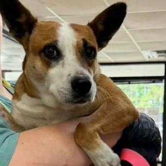 An adult medium-sized female Brown / Chocolate Mixed Breed dog named Aella for adoption in Gadsden, AL